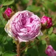 Kép 2/3 - Rosa 'Madame Moreau' - vörös - fehér - történelmi - moha rózsa