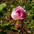 Kép 3/3 - Rosa 'Madame Moreau' - vörös - fehér - történelmi - moha rózsa
