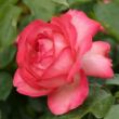 Kép 1/3 - Rosa 'Antike 89™' - fehér - vörös - climber, futó rózsa
