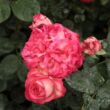 Rosa 'Antike 89™' - fehér - vörös - climber, futó rózsa