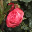 Kép 3/3 - Rosa 'Antike 89™' - fehér - vörös - climber, futó rózsa