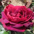 Kép 1/3 - Rosa 'Sealed with a Kiss™' - vörös - teahibrid rózsa
