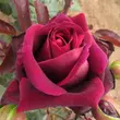 Kép 2/3 - Rosa 'Sealed with a Kiss™' - vörös - teahibrid rózsa