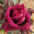 Rosa 'Sealed with a Kiss™' - vörös - teahibrid rózsa