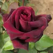 Kép 3/3 - Rosa 'Sealed with a Kiss™' - vörös - teahibrid rózsa