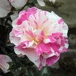 Kép 1/3 - Rosa 'Berlingot™' - fehér - rózsaszín - virágágyi floribunda rózsa