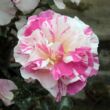 Kép 1/3 - Rosa 'Berlingot™' - fehér - rózsaszín - virágágyi floribunda rózsa