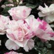 Kép 2/3 - Rosa 'Berlingot™' - fehér - rózsaszín - virágágyi floribunda rózsa