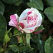 Rosa 'Berlingot™' - fehér - rózsaszín - virágágyi floribunda rózsa