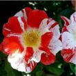 Rosa 'Boccacio™' - fehér - vörös - virágágyi floribunda rózsa