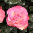 Kép 1/3 - Rosa 'Bordure Rose™' - rózsaszín - virágágyi floribunda rózsa