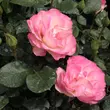 Kép 2/3 - Rosa 'Bordure Rose™' - rózsaszín - virágágyi floribunda rózsa
