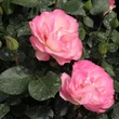 Kép 2/3 - Rosa 'Bordure Rose™' - rózsaszín - virágágyi floribunda rózsa