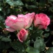 Kép 3/3 - Rosa 'Bordure Rose™' - rózsaszín - virágágyi floribunda rózsa