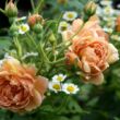 Rosa 'Café®' - sárga - virágágyi floribunda rózsa