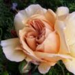 Rosa 'Café®' - sárga - virágágyi floribunda rózsa