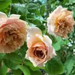 Kép 2/3 - Rosa 'Caffe Latte™' - sárga - barna - virágágyi floribunda rózsa