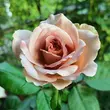 Kép 3/3 - Rosa 'Caffe Latte™' - sárga - barna - virágágyi floribunda rózsa