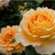 Rosa 'Crème brûlée' - sárga - teahibrid rózsa