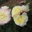 Rosa 'Chapeau de Mireille™' - sárga - nosztalgia rózsa
