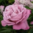 Kép 1/3 - Rosa 'Charles de Gaulle®' - lila - teahibrid rózsa