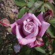 Kép 2/3 - Rosa 'Charles de Gaulle®' - lila - teahibrid rózsa