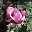 Kép 3/3 - Rosa 'Charles de Gaulle®' - lila - teahibrid rózsa