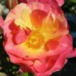 Kép 1/3 - Rosa 'Citrus Splash™' - narancssárga - virágágyi floribunda rózsa