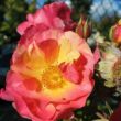 Kép 2/3 - Rosa 'Citrus Splash™' - narancssárga - virágágyi floribunda rózsa