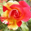 Kép 3/3 - Rosa 'Citrus Splash™' - narancssárga - virágágyi floribunda rózsa