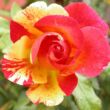 Kép 3/3 - Rosa 'Citrus Splash™' - narancssárga - virágágyi floribunda rózsa