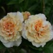 Rosa 'Comtessa®' - sárga - teahibrid rózsa