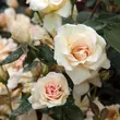 Kép 2/3 - Rosa 'Crépuscule' - sárga - történelmi - noisette rózsa