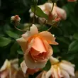 Kép 3/3 - Rosa 'Crépuscule' - sárga - történelmi - noisette rózsa