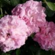 Rosa 'Csíkszereda' - rózsaszín - virágágyi floribunda rózsa