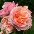 Rosa 'Delpabra' - rózsaszín - virágágyi floribunda rózsa