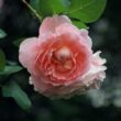 Kép 3/3 - Rosa 'Delpabra' - rózsaszín - virágágyi floribunda rózsa