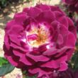 Kép 1/3 - Rosa 'Wekwibypur' - lila - fehér - törpe - mini rózsa