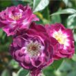 Rosa 'Wekwibypur' - lila - fehér - törpe - mini rózsa
