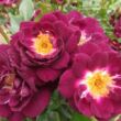 Rosa 'Wekwibypur' - lila - fehér - törpe - mini rózsa