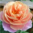 Kép 1/3 - Rosa 'Distant Drums™' - rózsaszín - narancssárga - virágágyi grandiflora - floribunda rózsa