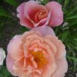Kép 2/3 - Rosa 'Distant Drums™' - rózsaszín - narancssárga - virágágyi grandiflora - floribunda rózsa