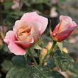Rosa 'Distant Drums™' - rózsaszín - narancssárga - virágágyi grandiflora - floribunda rózsa