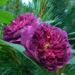 Kép 2/3 - Rosa 'Erinnerung an Brod' - lila - történelmi - régi kerti rózsa