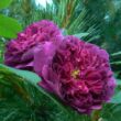 Rosa 'Erinnerung an Brod' - lila - történelmi - régi kerti rózsa