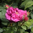 Kép 3/3 - Rosa 'Erinnerung an Brod' - lila - történelmi - régi kerti rózsa