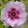Kép 1/3 - Rosa 'Eyes for You™' - lila - rózsaszín - virágágyi floribunda rózsa