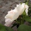 Rosa 'Eyes for You™' - lila - rózsaszín - virágágyi floribunda rózsa