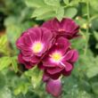 Rosa 'Forever Royal™' - lila - virágágyi floribunda rózsa
