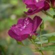 Kép 3/3 - Rosa 'Forever Royal™' - lila - virágágyi floribunda rózsa